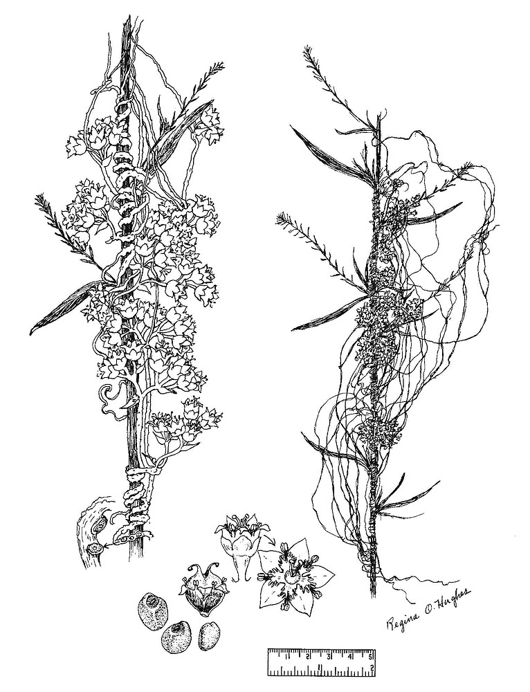 سِس - ‌افتیمون